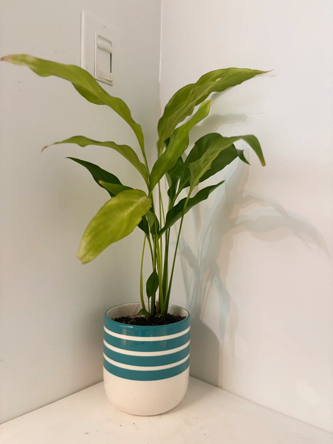 Potted plant in striped pot💚