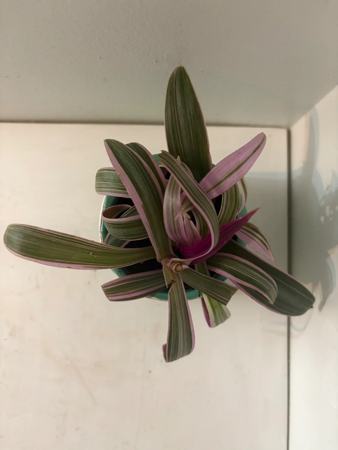 Tradescantia Nanouk Pink and Green Plant in Owl Pot - photo 4