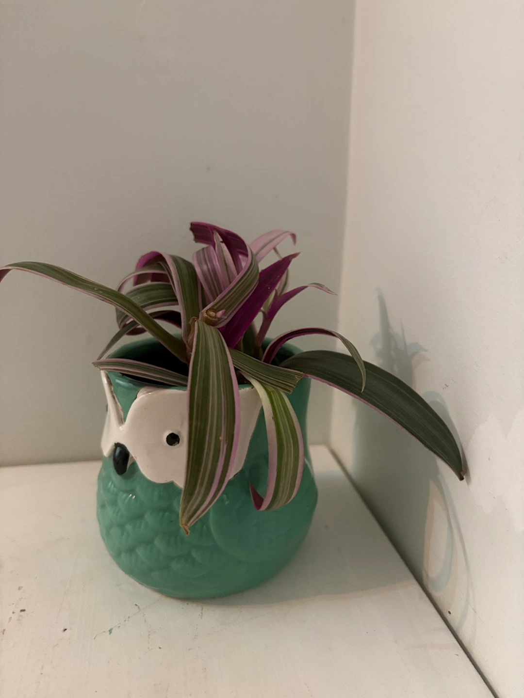 Tradescantia Nanouk Pink and Green Plant in Owl Pot - photo 3