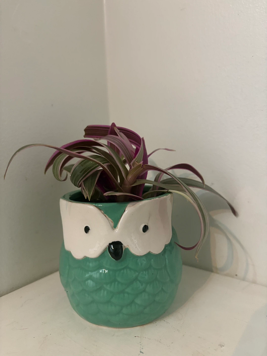 Tradescantia Nanouk Pink and Green Plant in Owl Pot