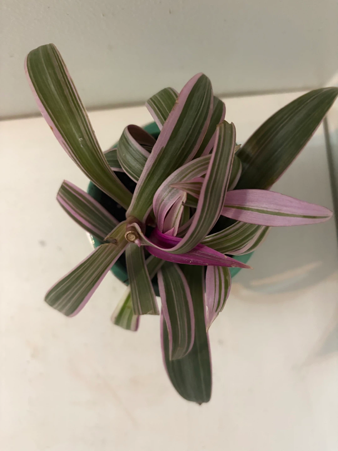 Tradescantia Nanouk Pink and Green Plant in Owl Pot - photo 2