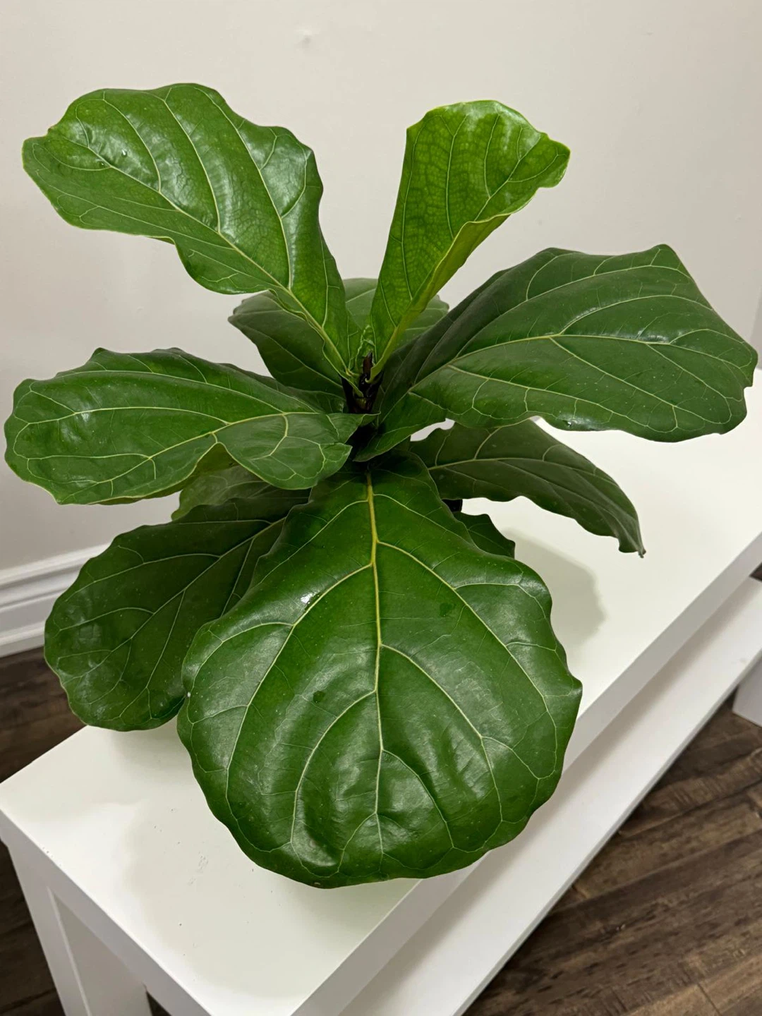 Fiddle Leaf Fig Plant