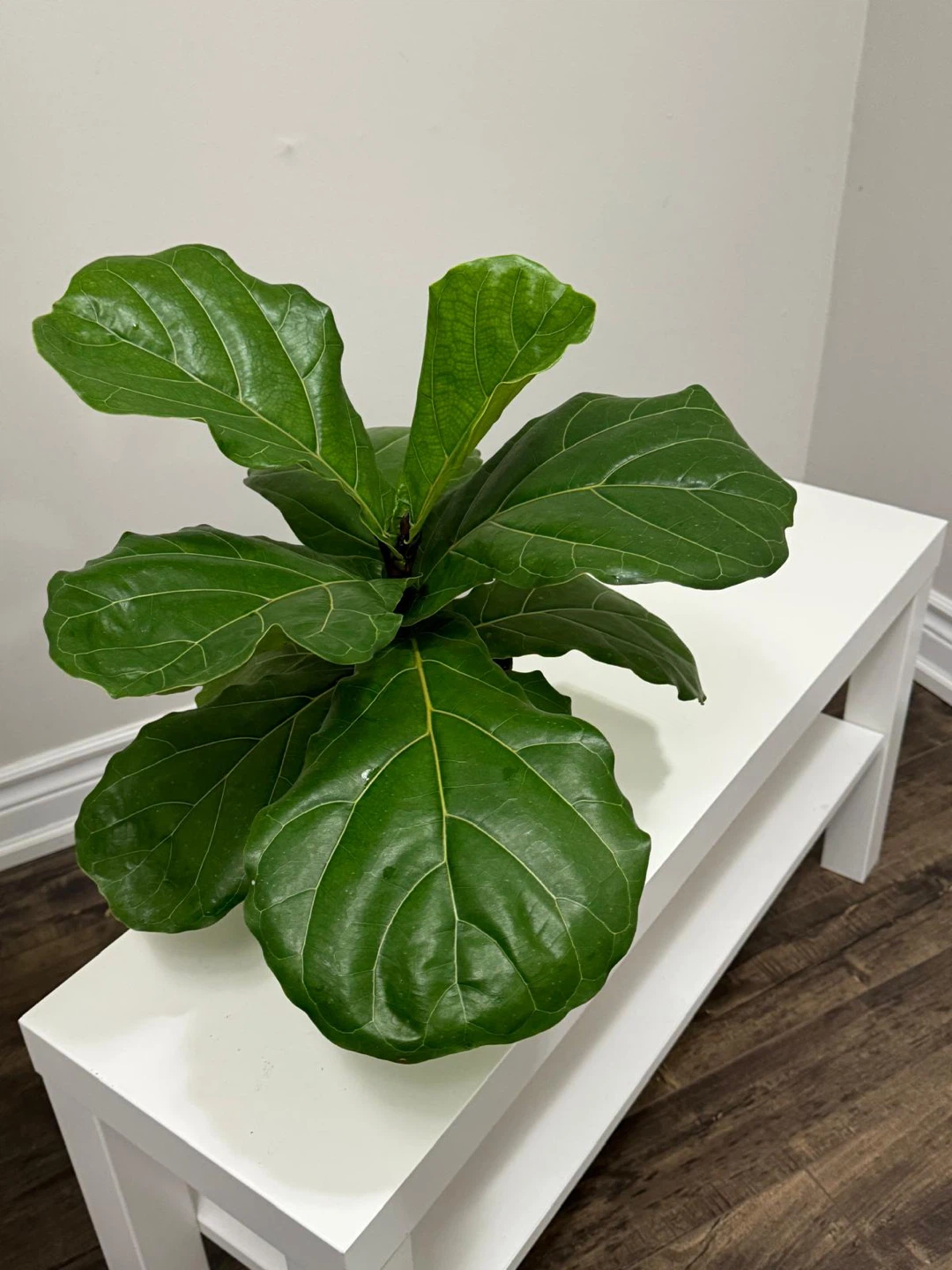 Fiddle Leaf Fig Plant - photo 2