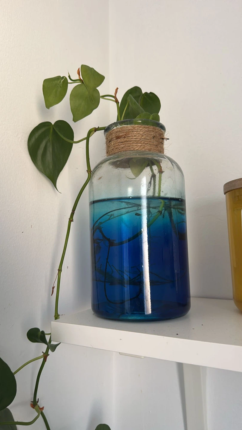 Blue Ombre Glass Propagation Vases with Rooted Pothos - photo 2