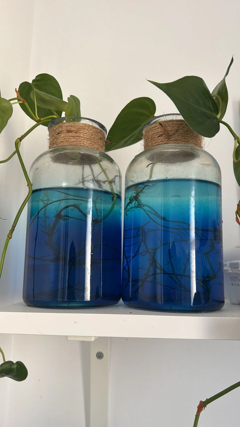 Blue Ombre Glass Propagation Vases with Rooted Pothos