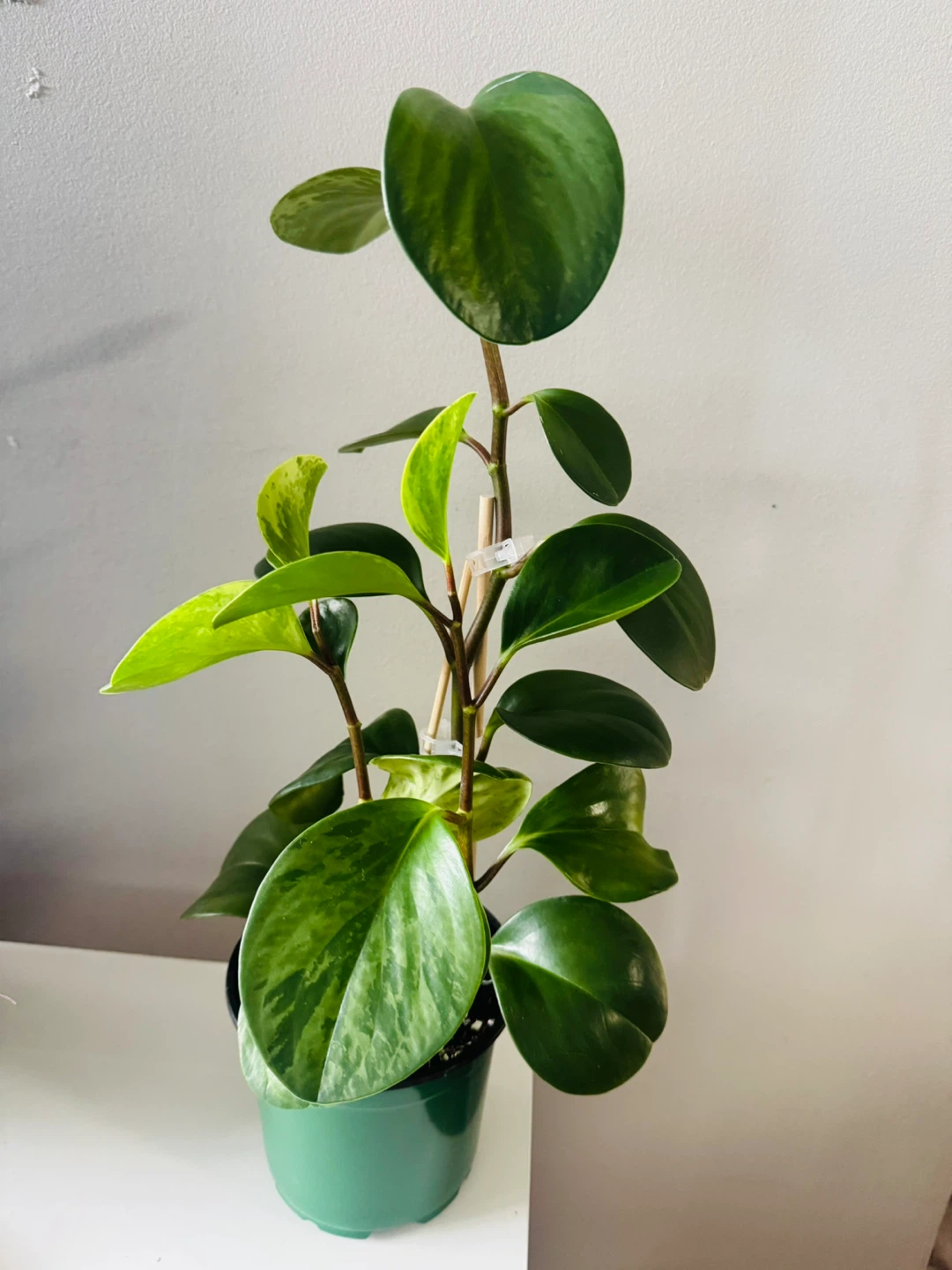 Variegated Baby Rubber Plant (Peperomia) Healthy 18"