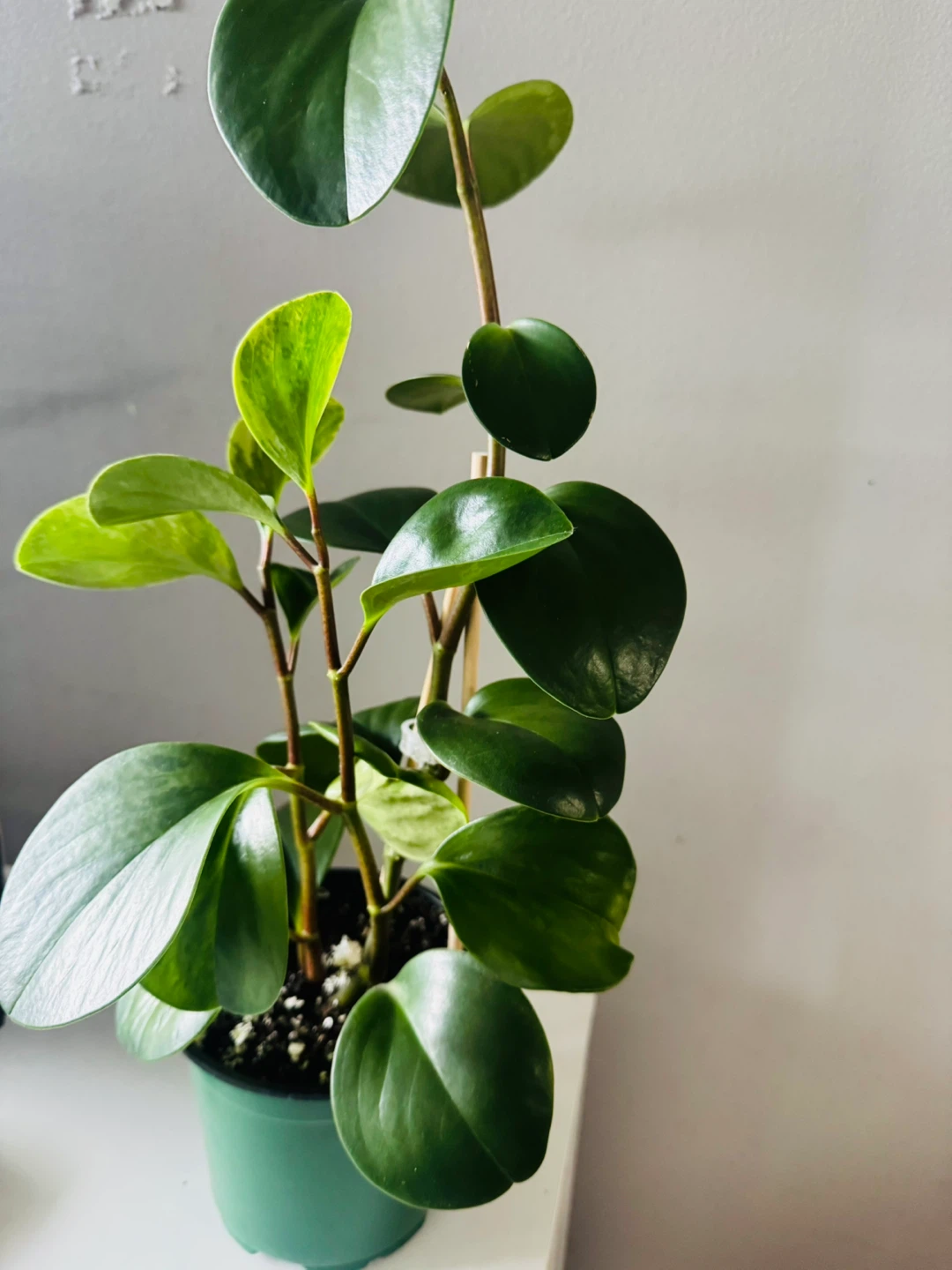 Variegated Baby Rubber Plant (Peperomia) Healthy 18" - photo 5