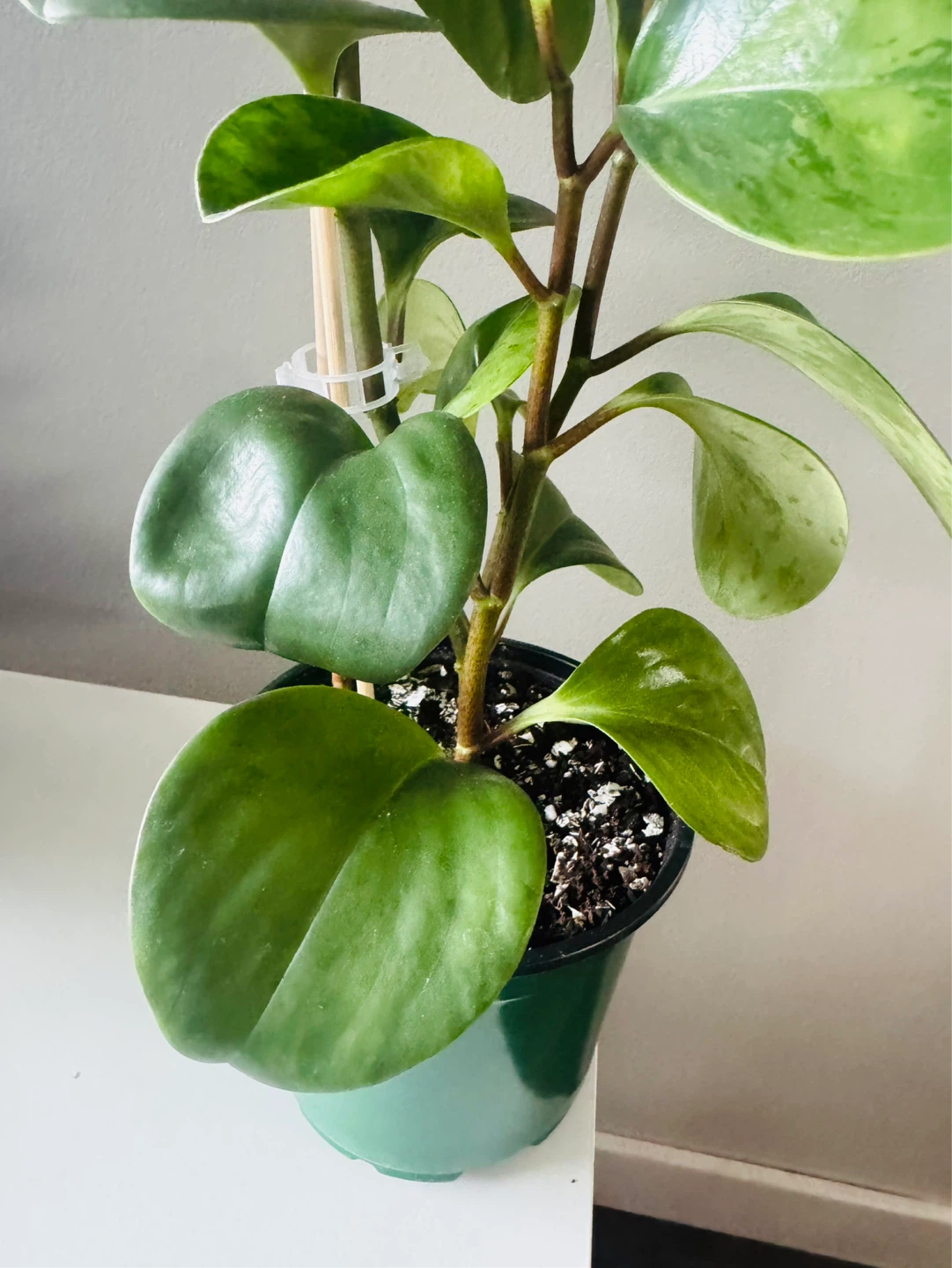 Variegated Baby Rubber Plant (Peperomia) Healthy 18" - photo 3