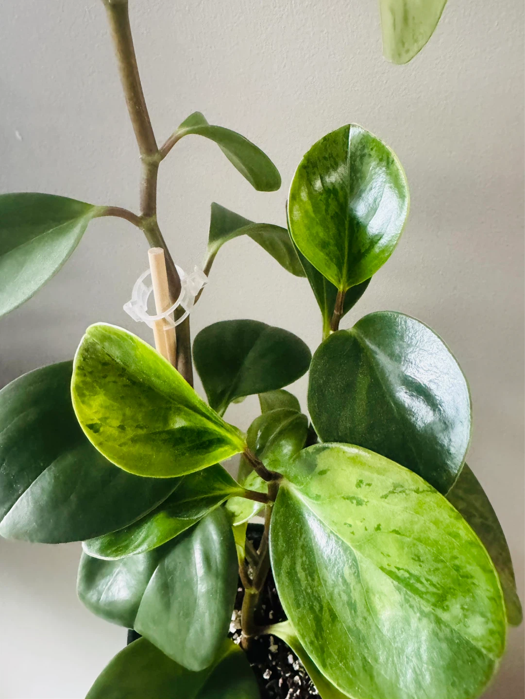 Variegated Baby Rubber Plant (Peperomia) Healthy 18" - photo 4