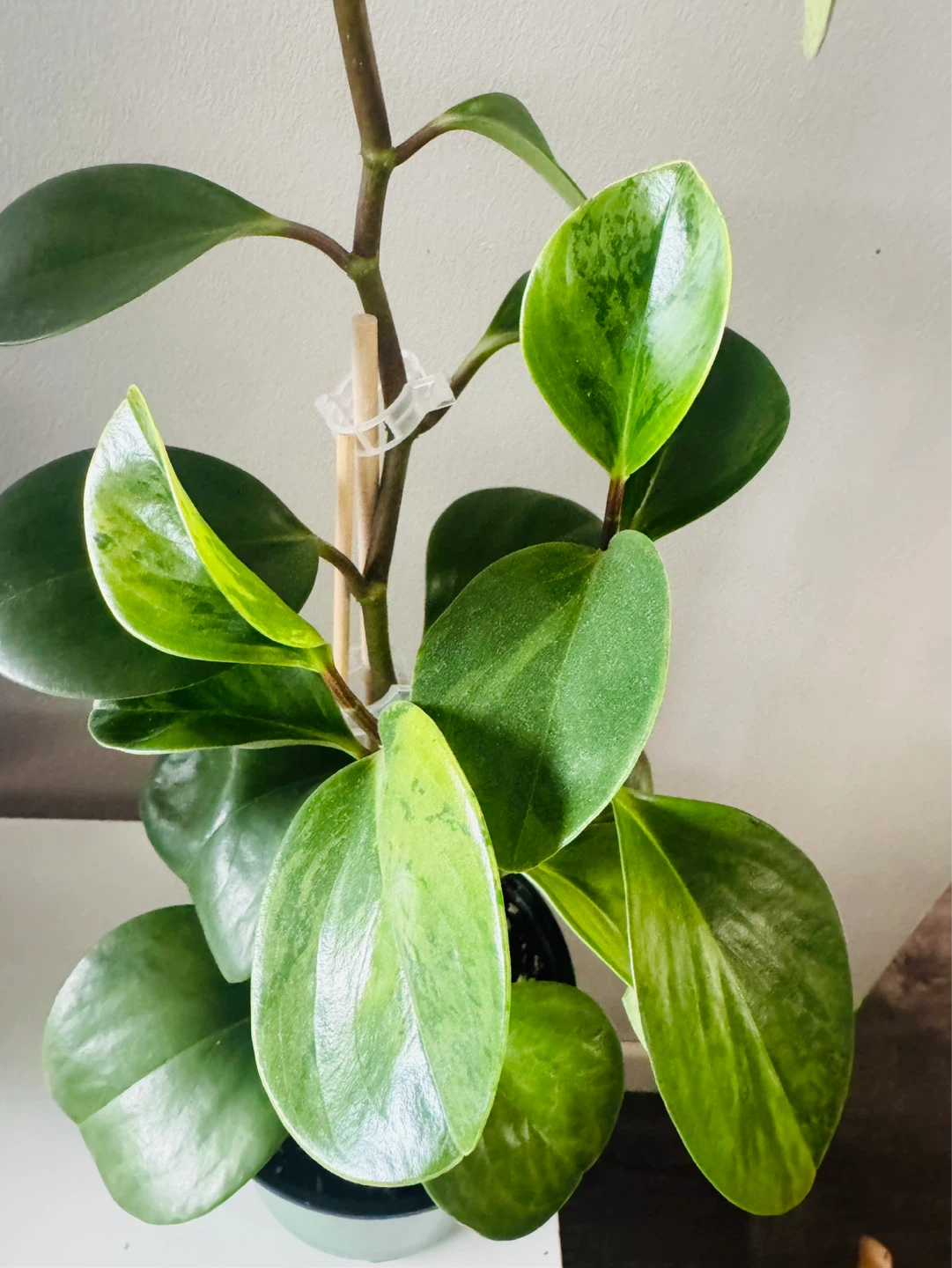 Variegated Baby Rubber Plant (Peperomia) Healthy 18" - photo 2