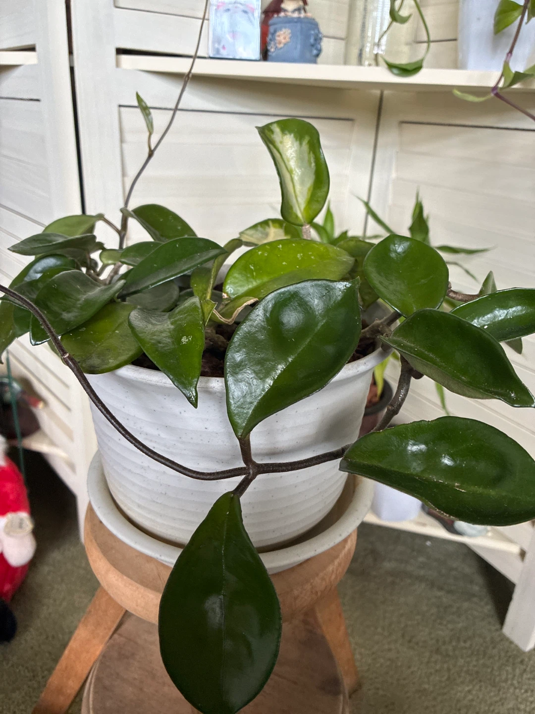 Hoya Carnosa Plant - photo 2