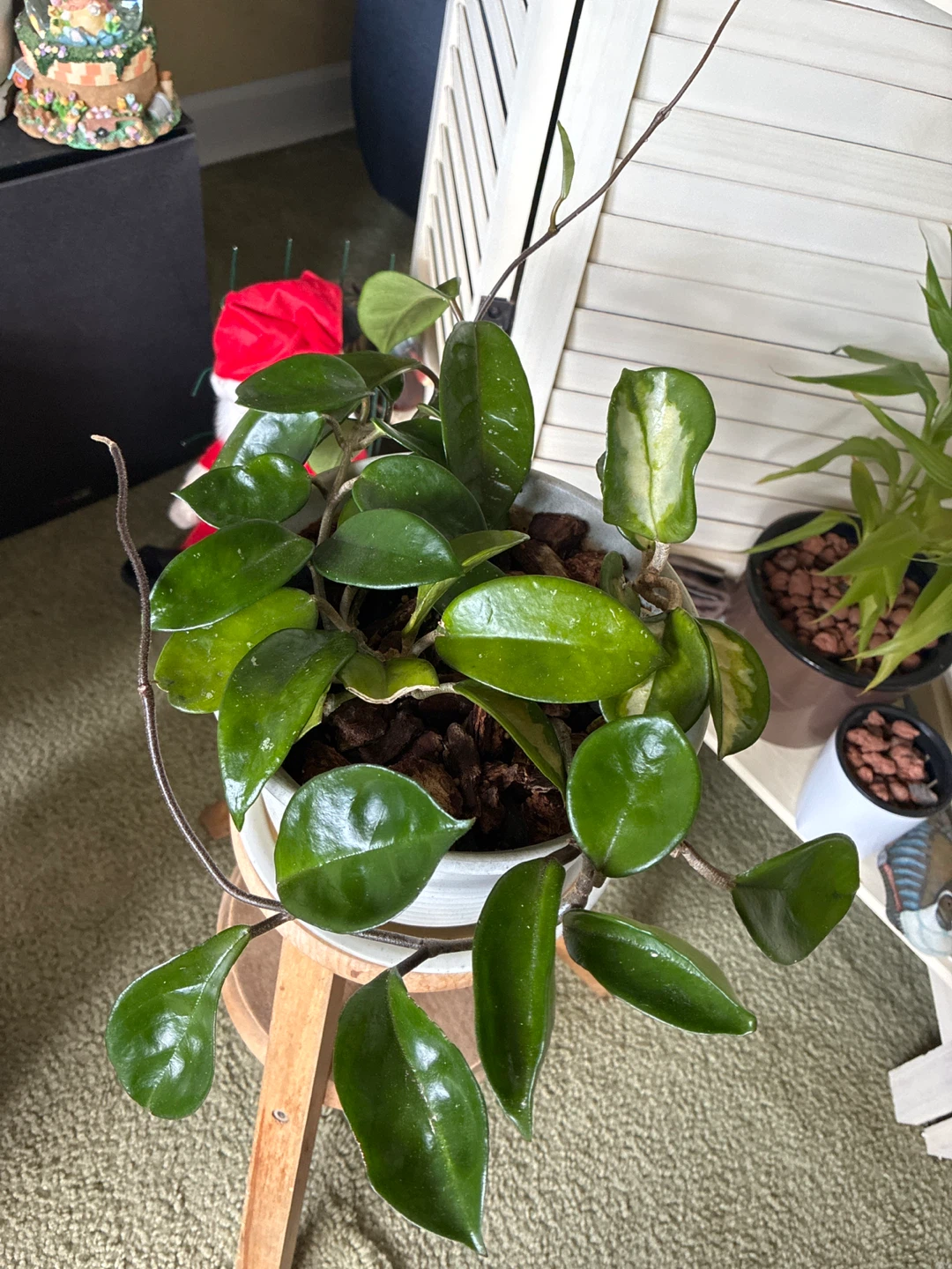 Hoya Carnosa Plant