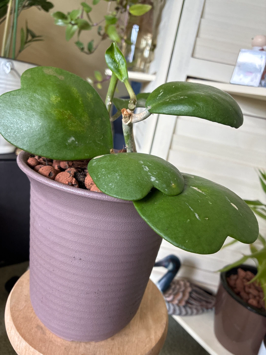 Hoya Kerrii Heart Plant - photo 2