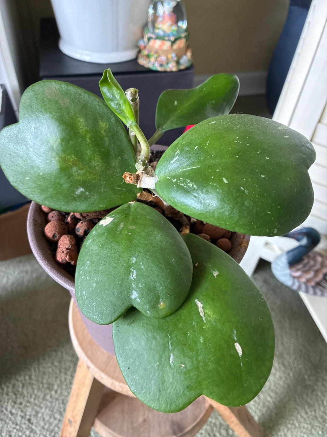 Hoya Kerrii Heart Plant