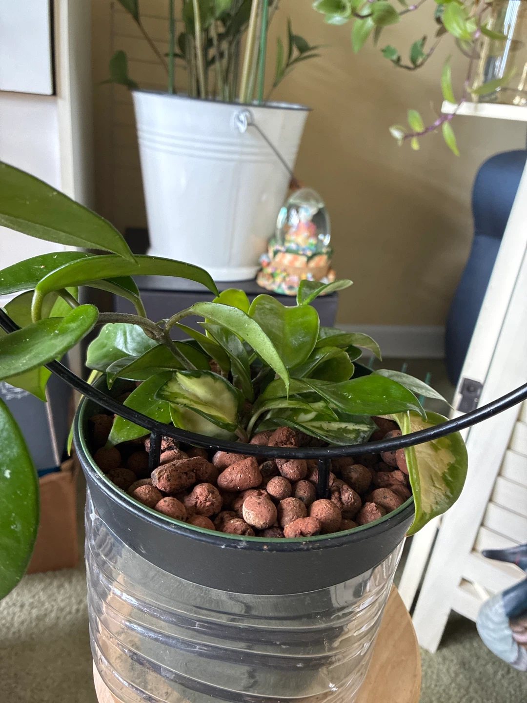 Hoya Carnosa queen Plant in Pot with Trellis - photo 3