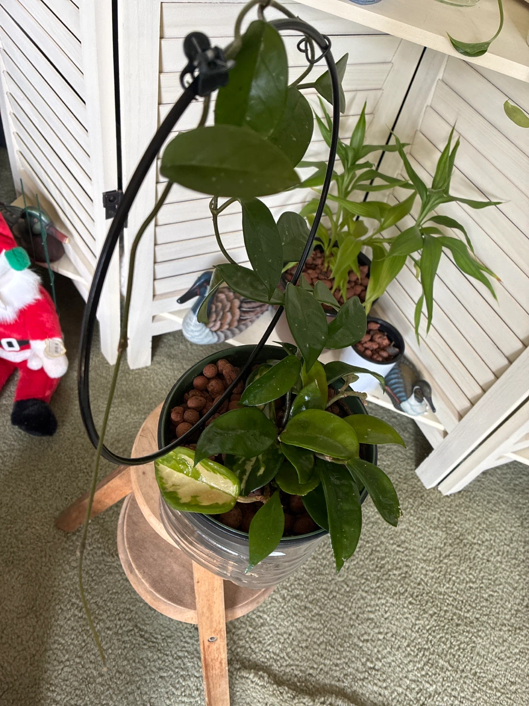 Hoya Carnosa queen Plant in Pot with Trellis