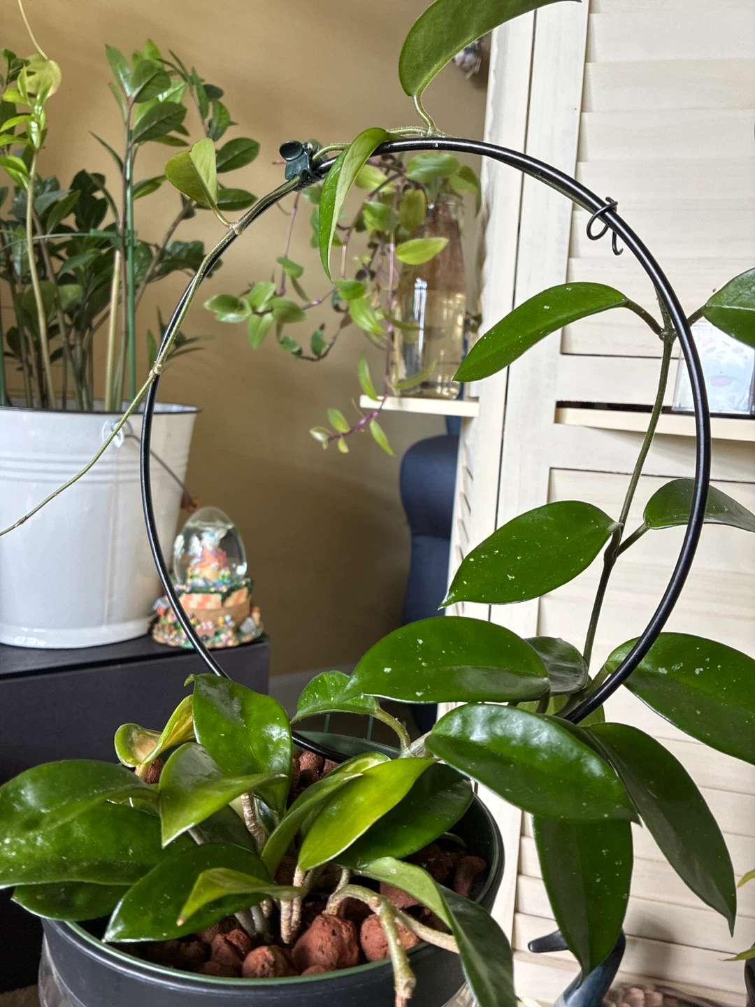 Hoya Carnosa queen Plant in Pot with Trellis - photo 4