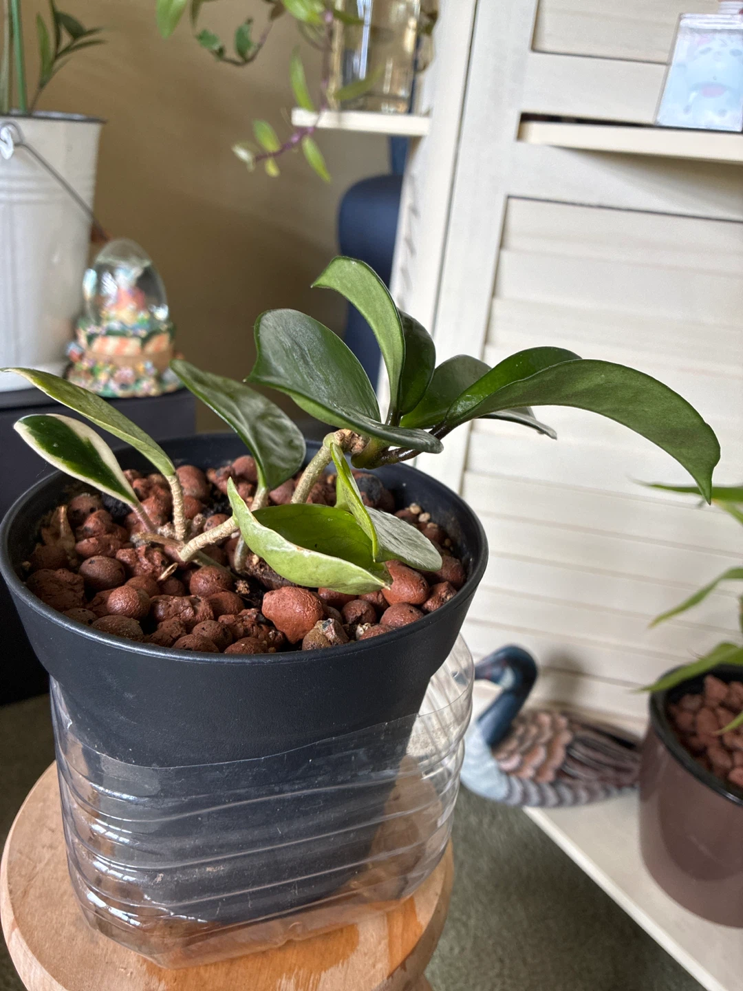 Hoya Plant