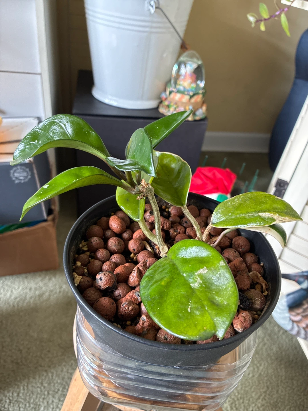 Hoya Plant - photo 3