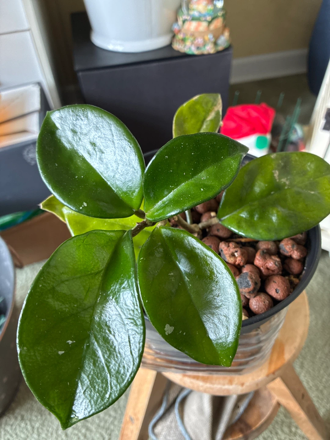 Hoya Plant - photo 2