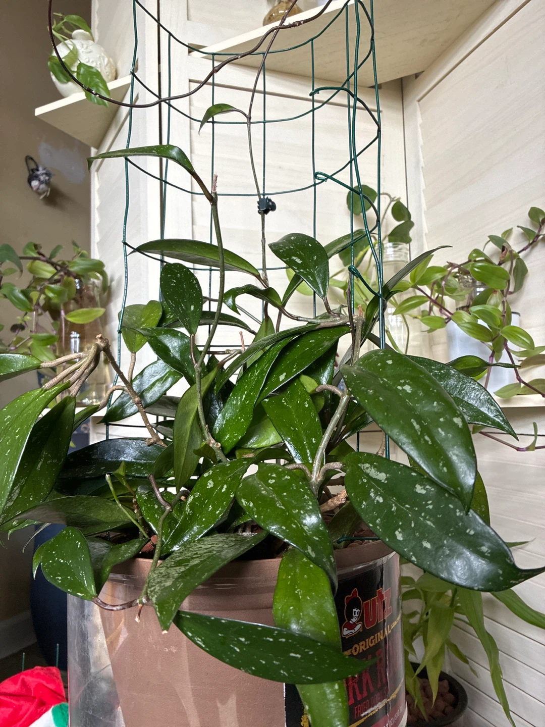 Hoya pubicalyx plant - photo 2