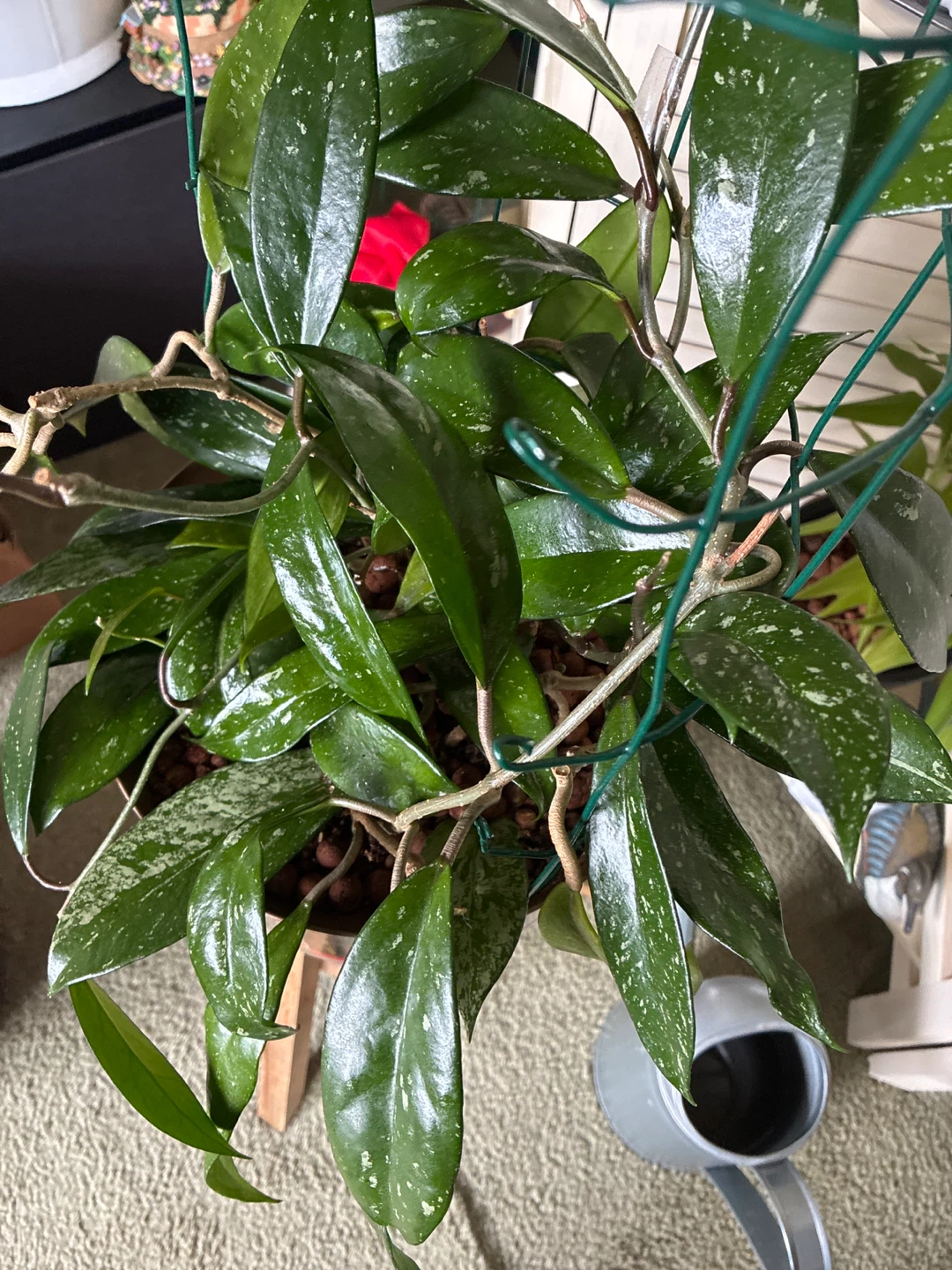 Hoya pubicalyx plant - photo 5