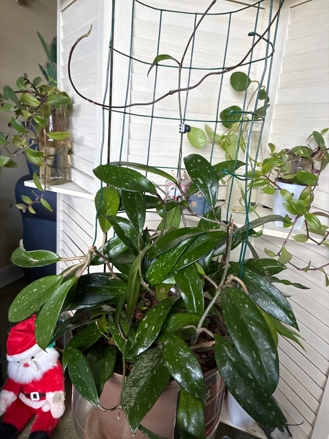 Hoya pubicalyx plant