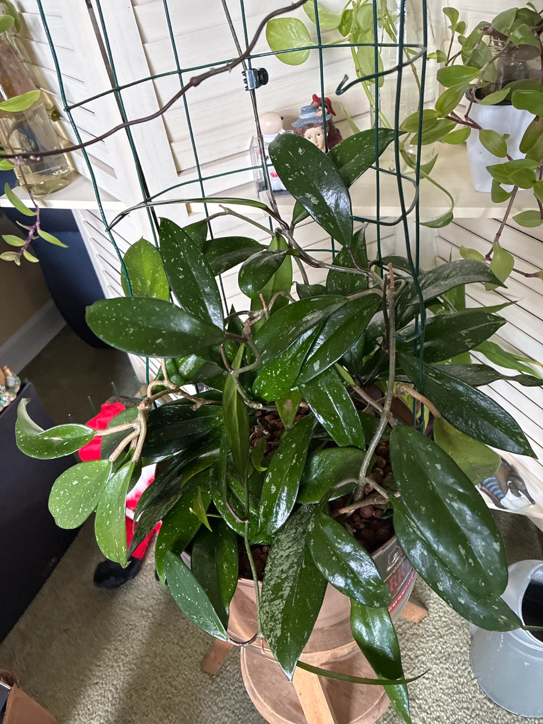 Hoya pubicalyx plant - photo 3