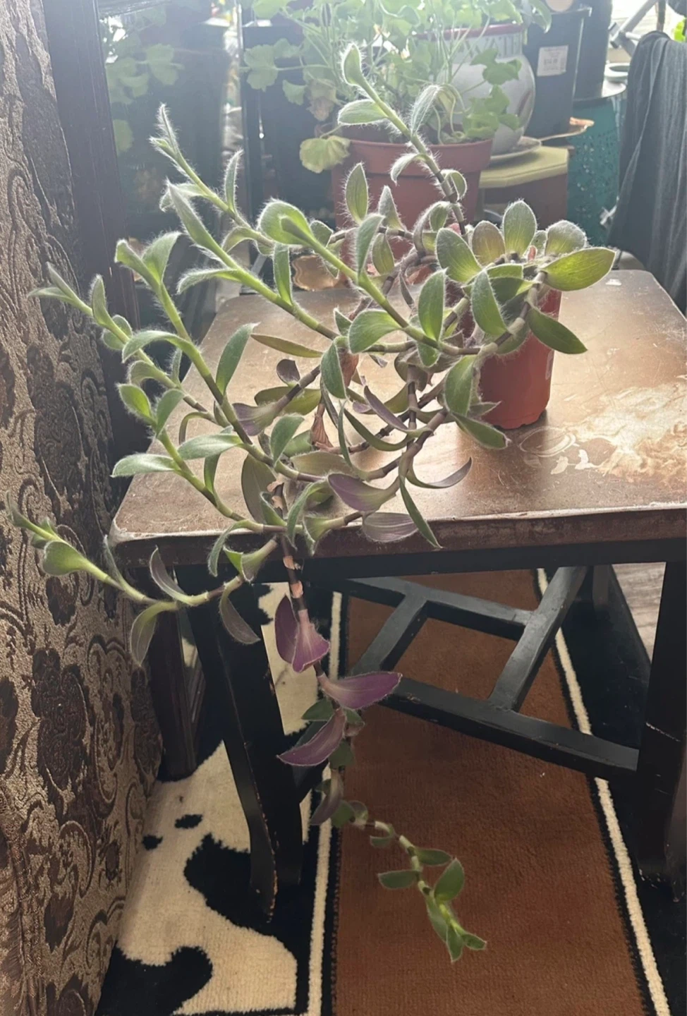 Fuzzy Wandering Jew Plant