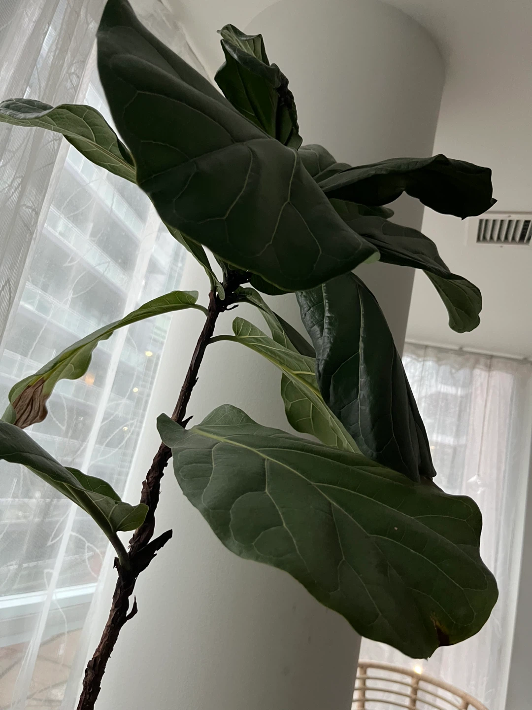 Fiddle Leaf Fig Plant - photo 4