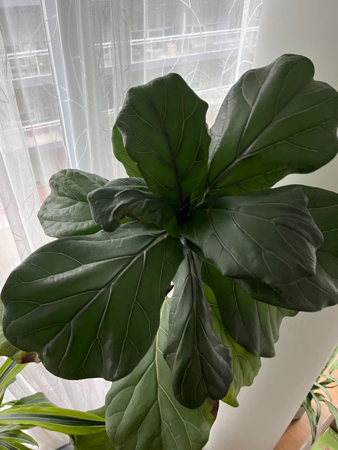 Fiddle Leaf Fig Plant - photo 3