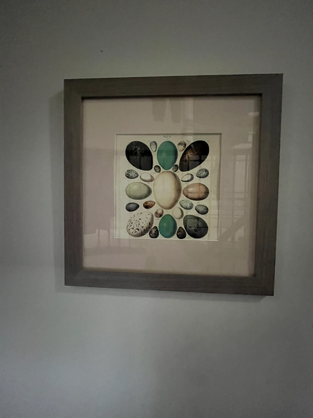 Framed Bird Egg Print - photo 2