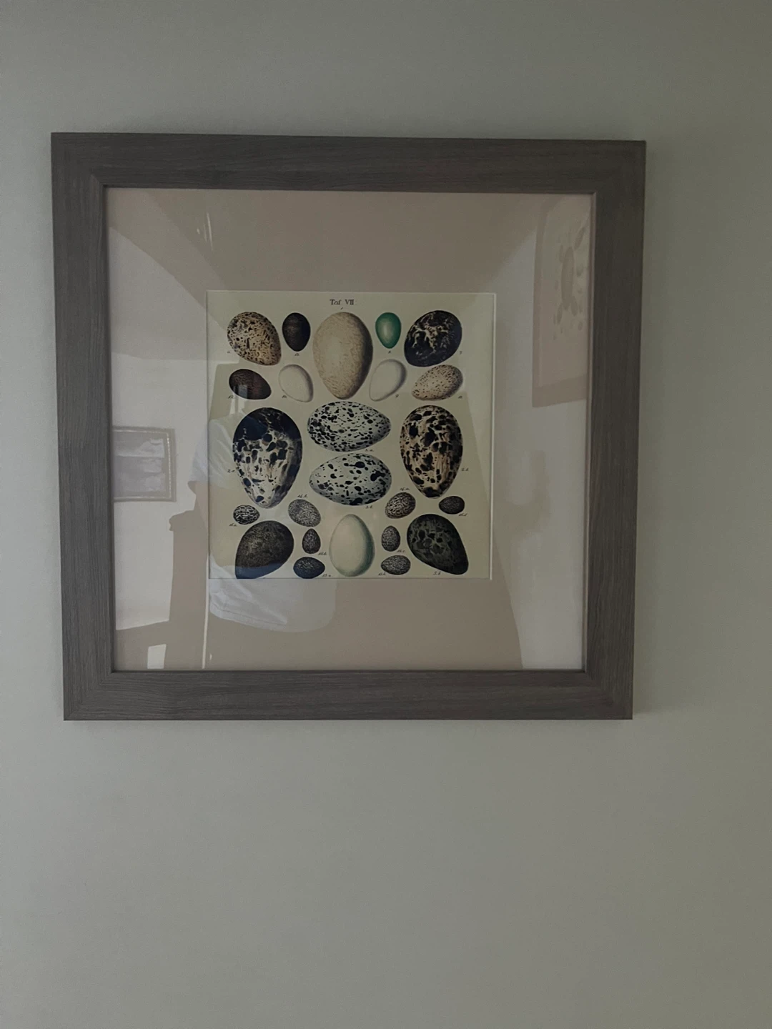 Framed Bird Egg Print - photo 3