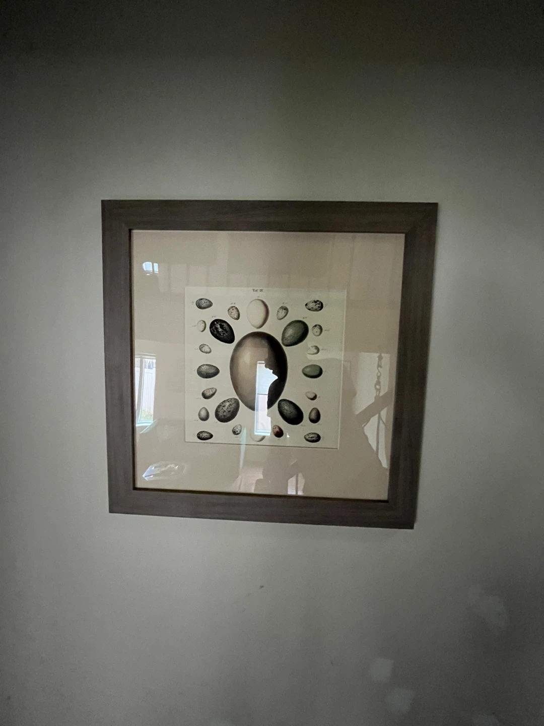 Framed Bird Egg Print