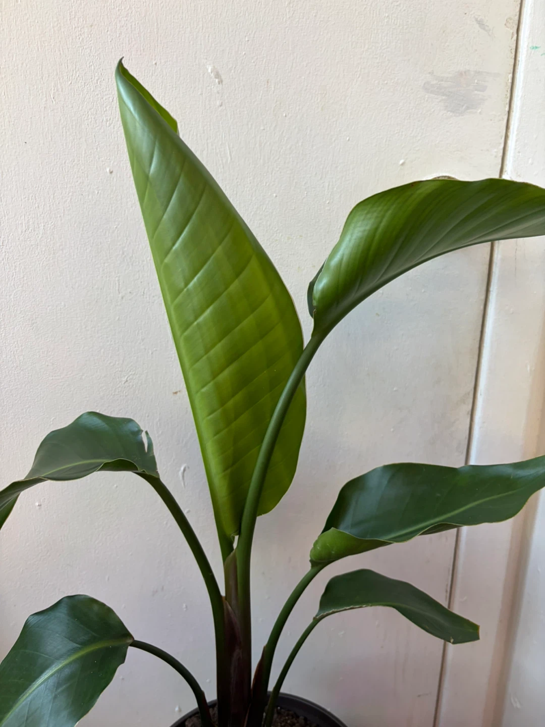 Bird of paradise - photo 3