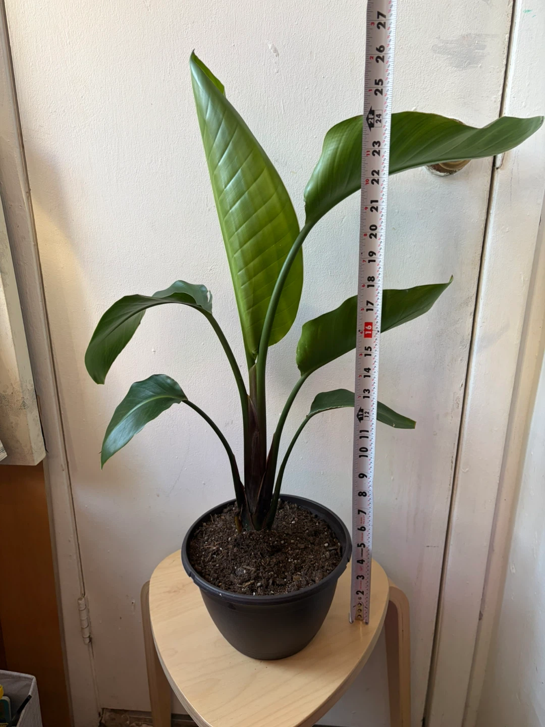 Bird of paradise - photo 2