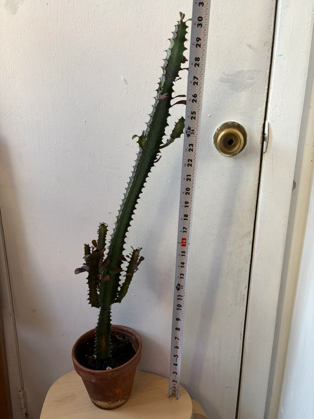 Euphoria cactus with terracotta pot - photo 2