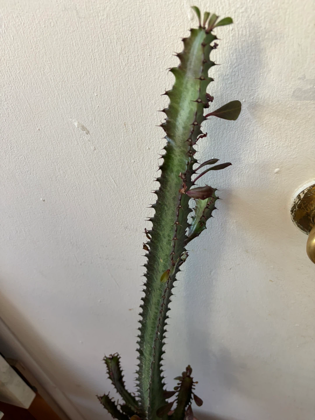 Euphoria cactus with terracotta pot - photo 5