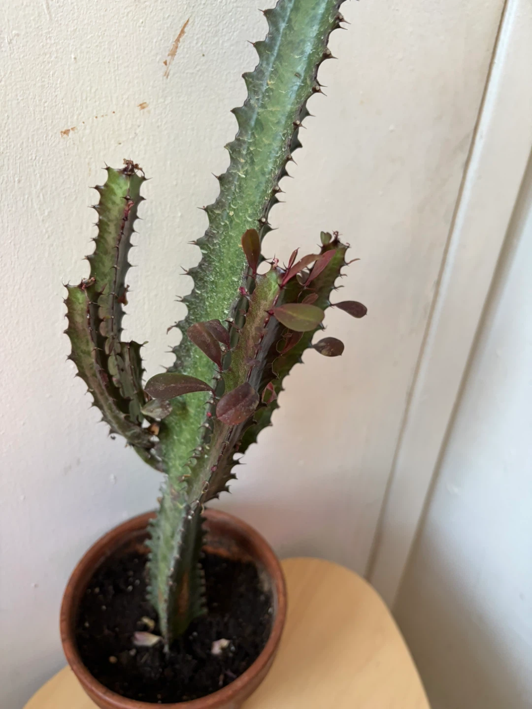 Euphoria cactus with terracotta pot - photo 3