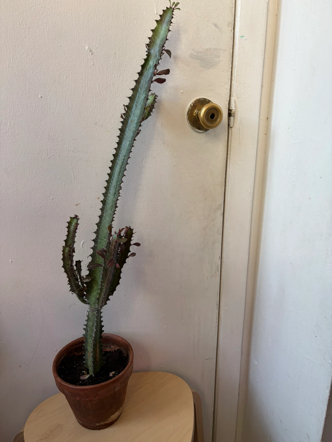 Euphoria cactus with terracotta pot