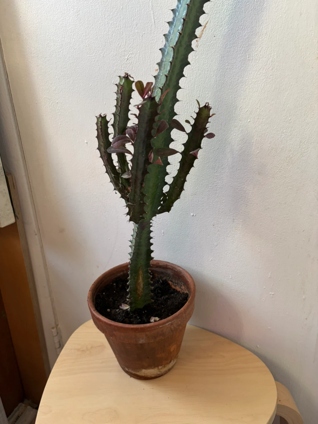Euphoria cactus with terracotta pot - photo 4