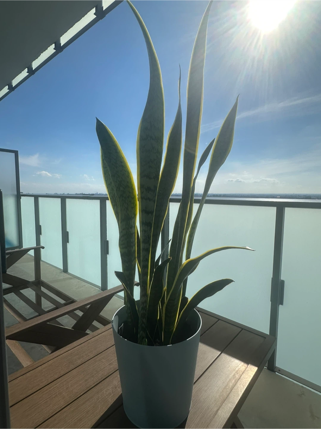 Snake Plant in Blue Pot
