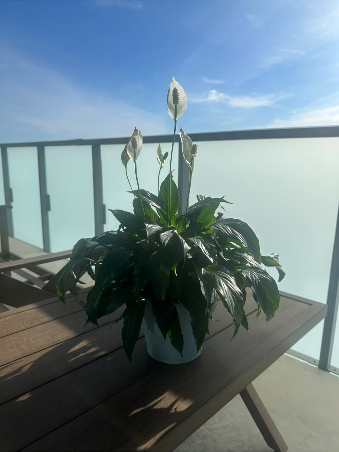 Peace Lily