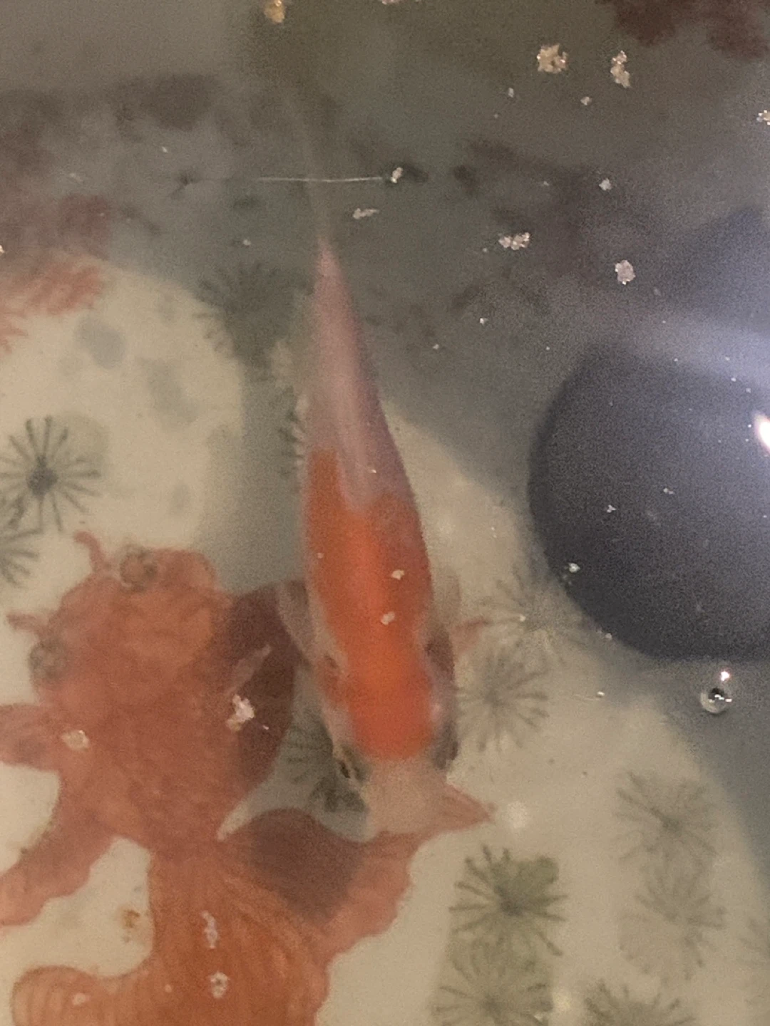 Orange and White Golden Fish