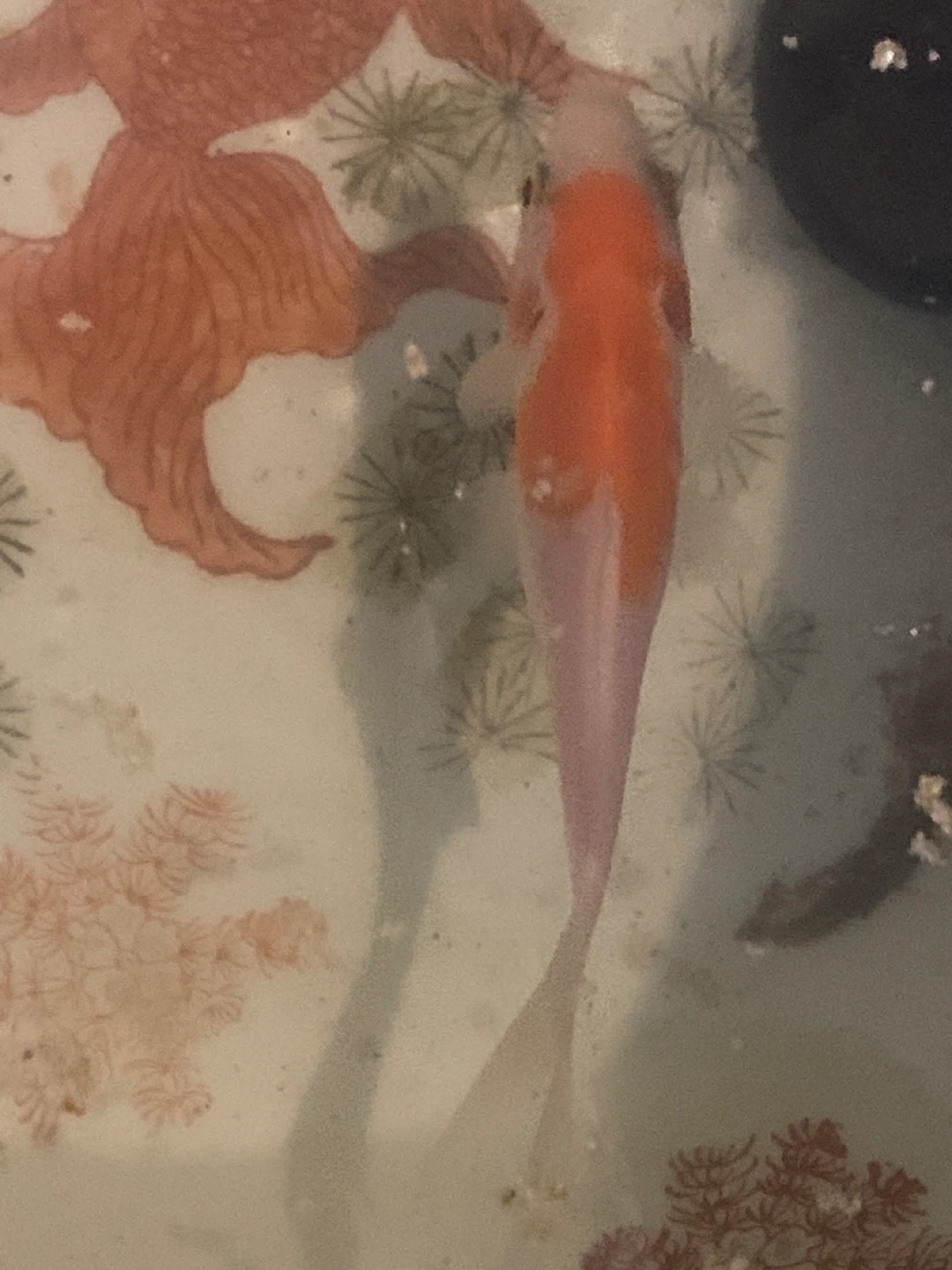 Orange and White Golden Fish - photo 2
