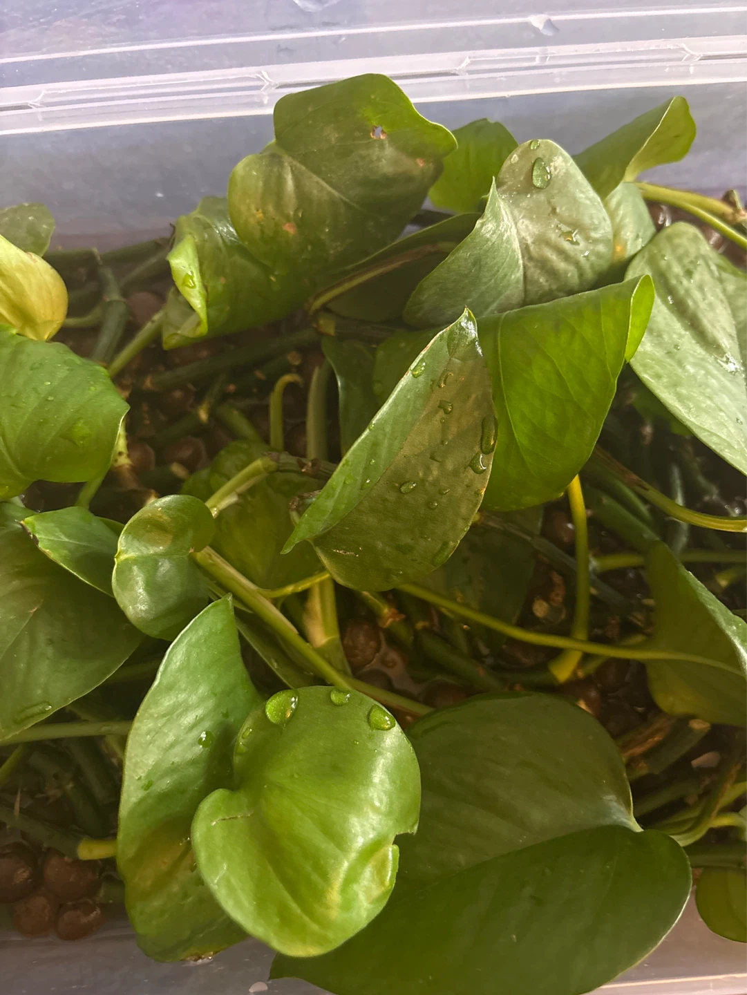 Free Pothos cuttings