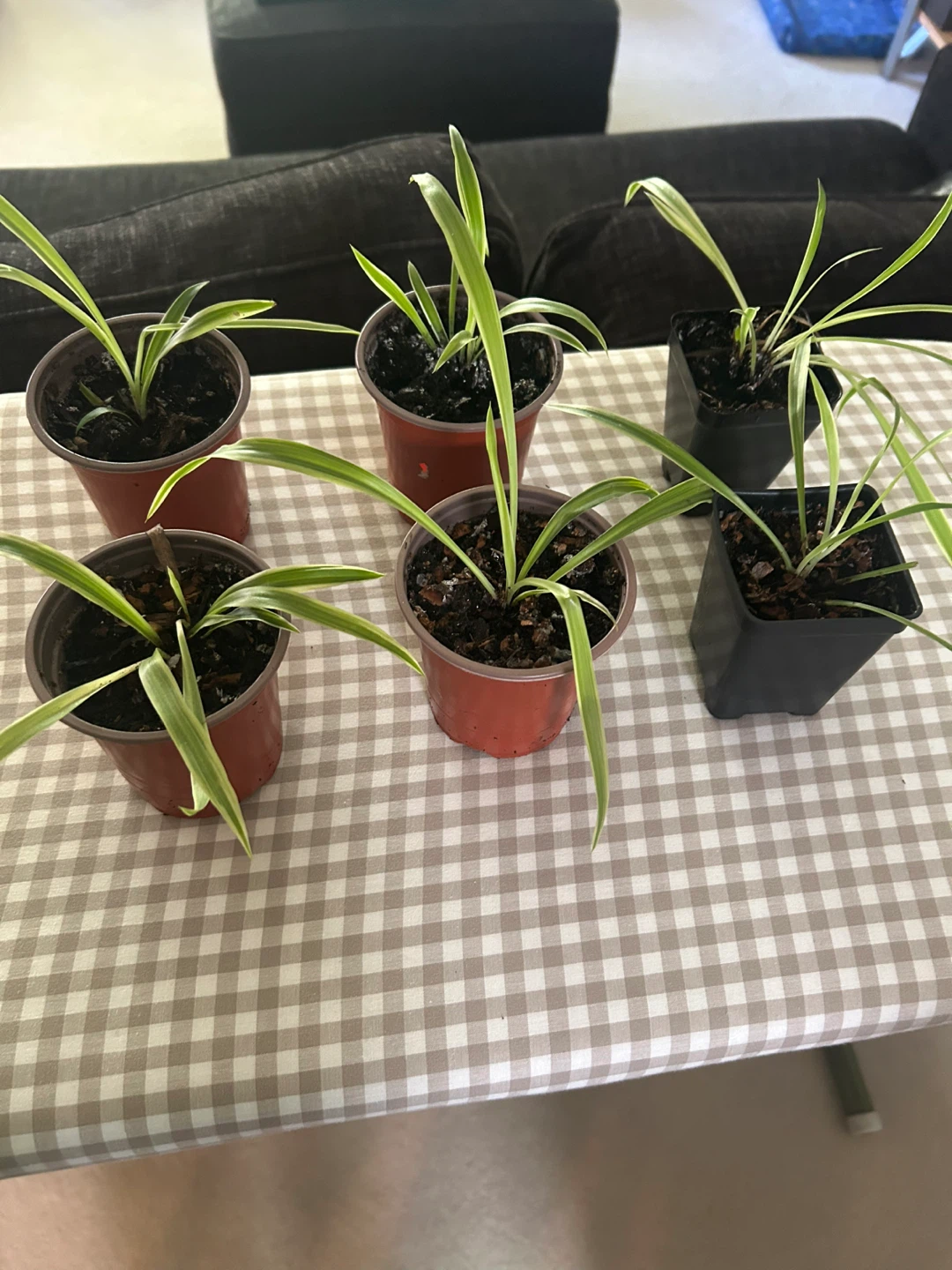 Spider Plant Babies