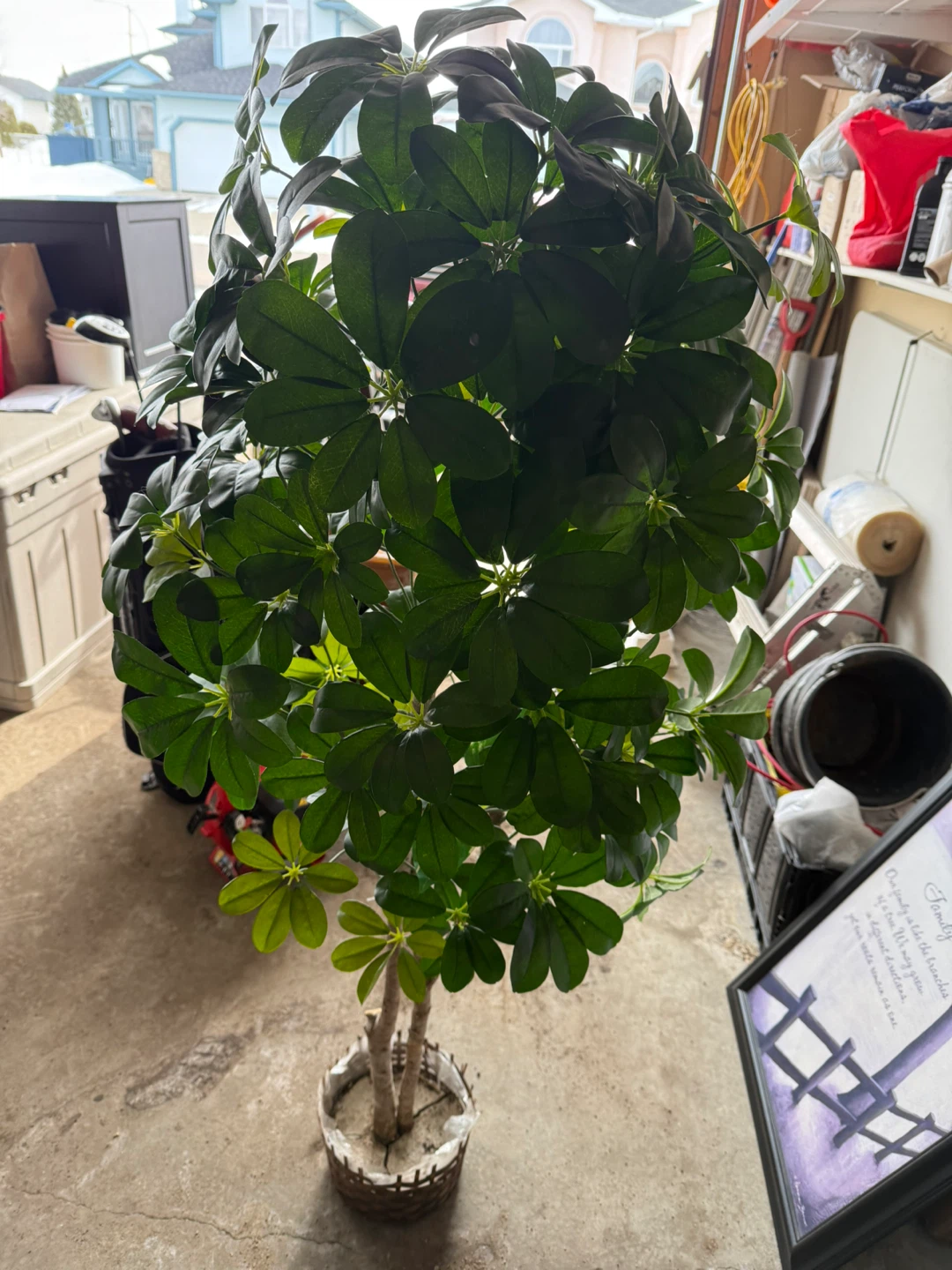 Plant - photo 4