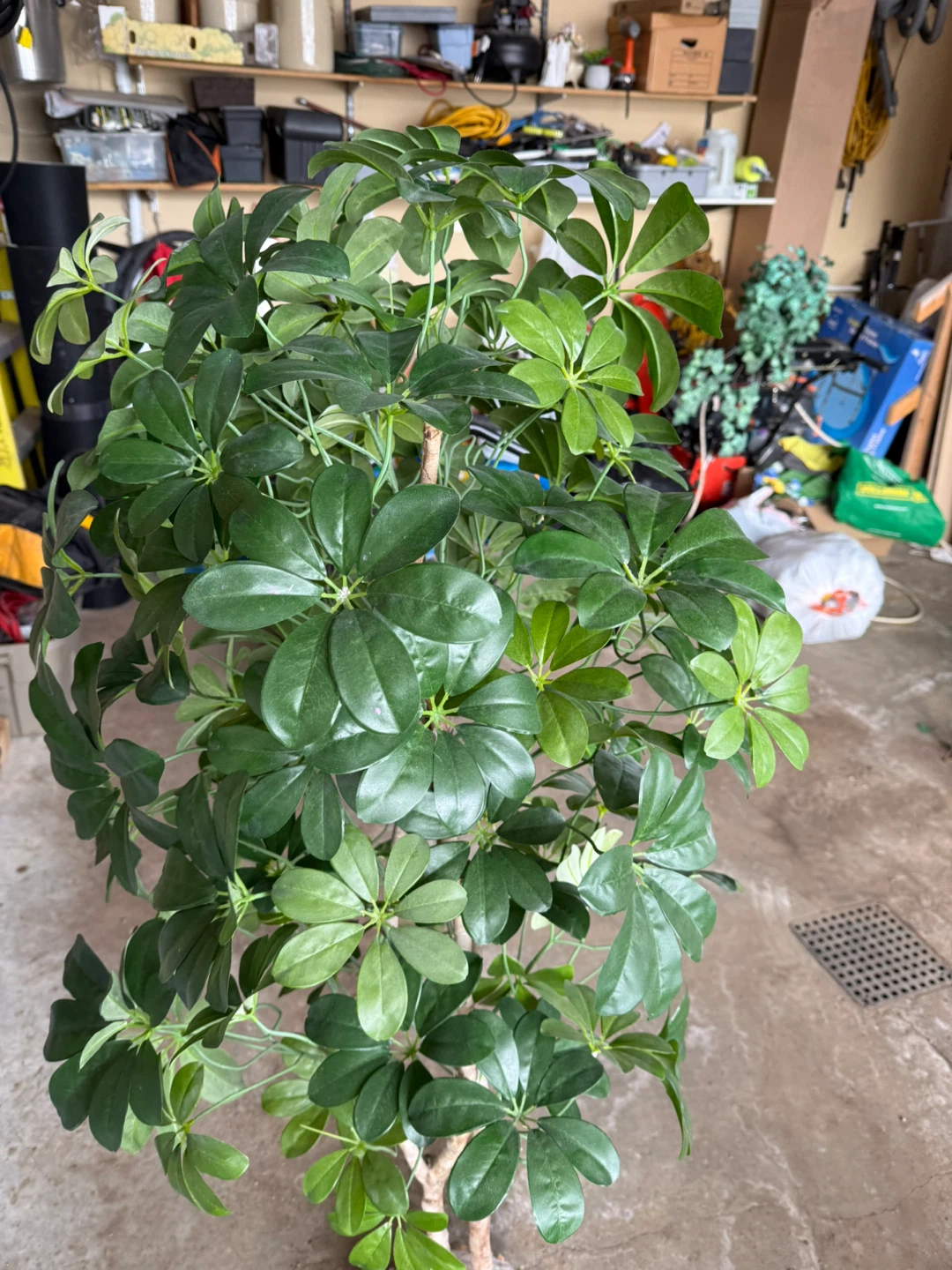 Plant - photo 2