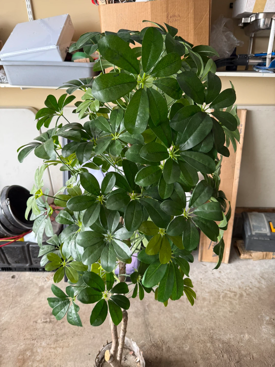 Plant - photo 3